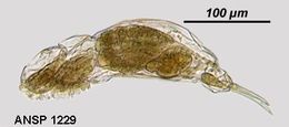 Image of Dicranophorus mesotis Harring & Myers 1928