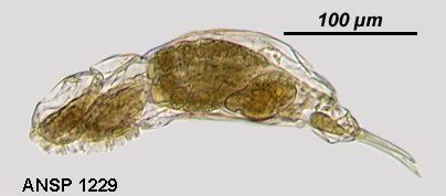 Слика од Dicranophorus mesotis Harring & Myers 1928