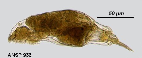 Слика од Dicranophorus myriophylli (Harring 1913)