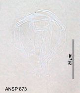 Image of Dicranophorus ponerus Harring & Myers 1928