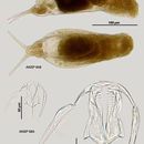Image of Dicranophorus prionacis Harring & Myers 1928