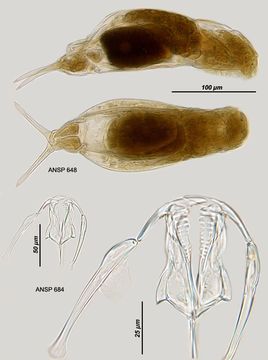 Image of Dicranophorus prionacis Harring & Myers 1928