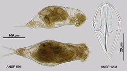 Image of <i>Dicranophorus robustus</i>