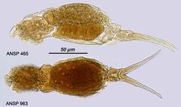 Image of <i>Dicranophorus rostratus</i>