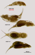 Image of Dicranophorus saevus Harring & Myers 1928