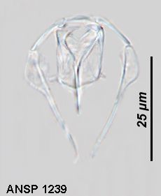 Image of Dicranophorus semnus Harring & Myers 1928