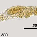 Image of Dicranophorus spiculatus Myers 1938