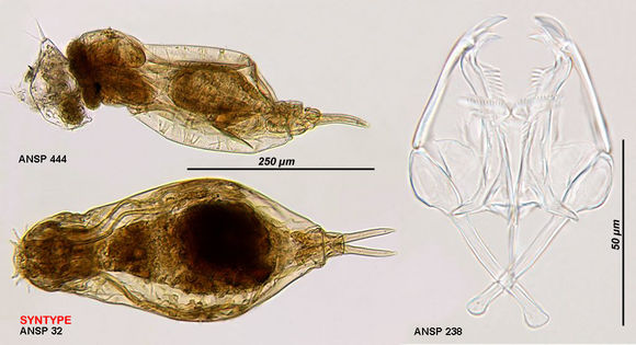 Image of Dicranophorus thysanus Harring & Myers 1928