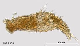 Image of Dissotrocha aculeata (Ehrenberg 1832)