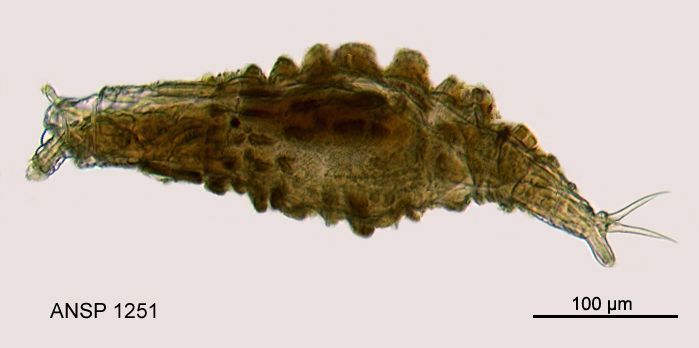 Image of Dissotrocha macrostyla tuberculata (Gosse 1838)