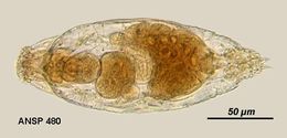 Image of Drilophaga judayi Harring & Myers 1922