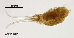 Image of <i>Encentrum aquila</i>