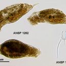 Image of <i>Encentrum felis</i>