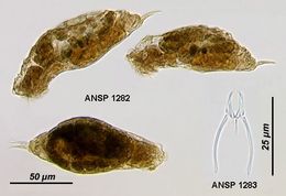 Image of <i>Encentrum felis</i>