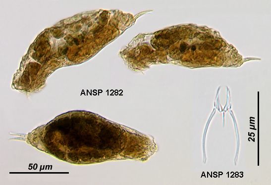 Image of <i>Encentrum felis</i>