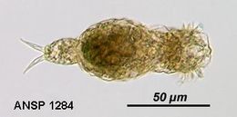 Image of Encentrum glaucum Wulfert 1936