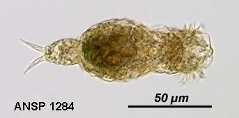 Image of Encentrum glaucum Wulfert 1936