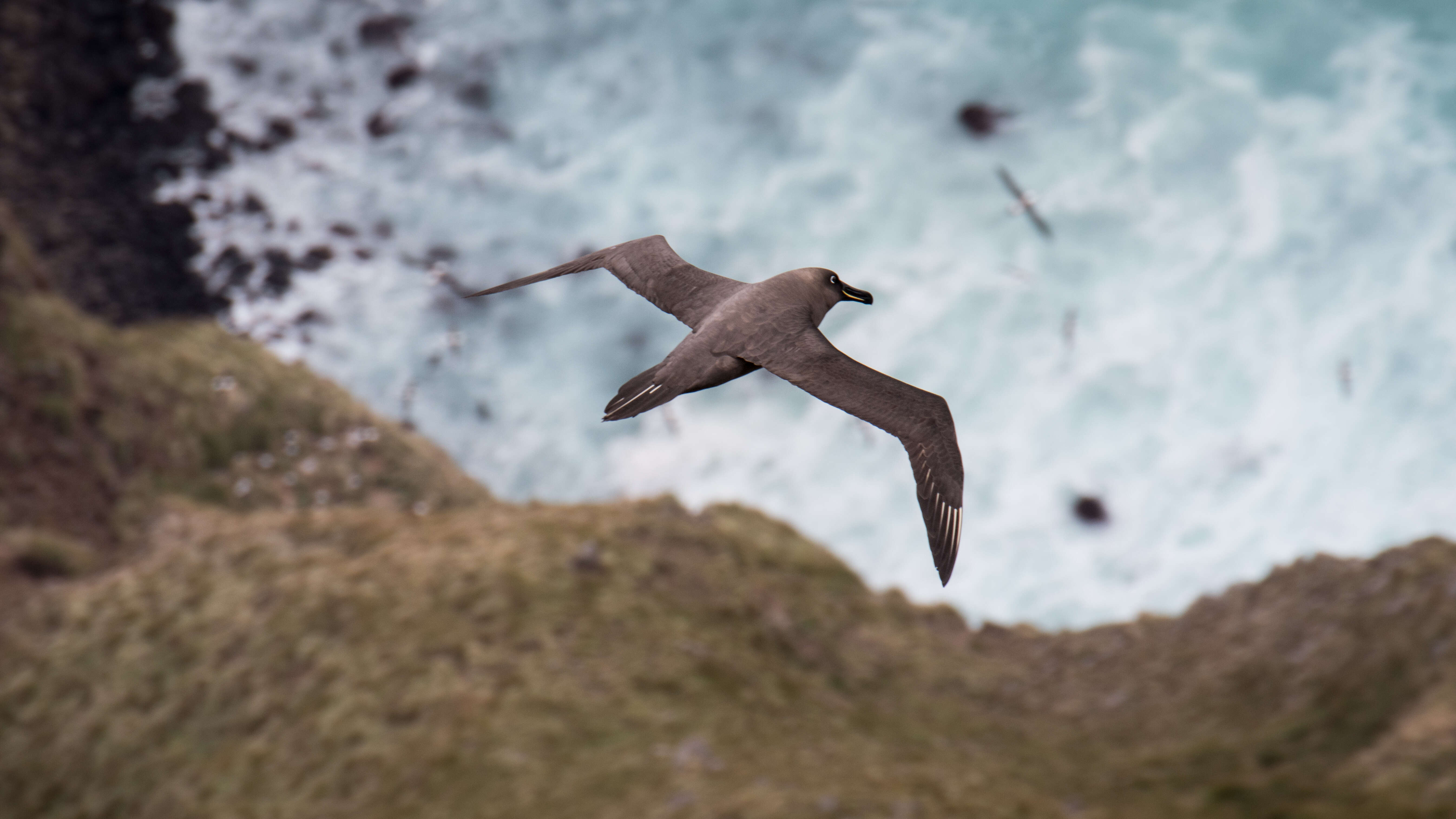 İsli albatros resmi