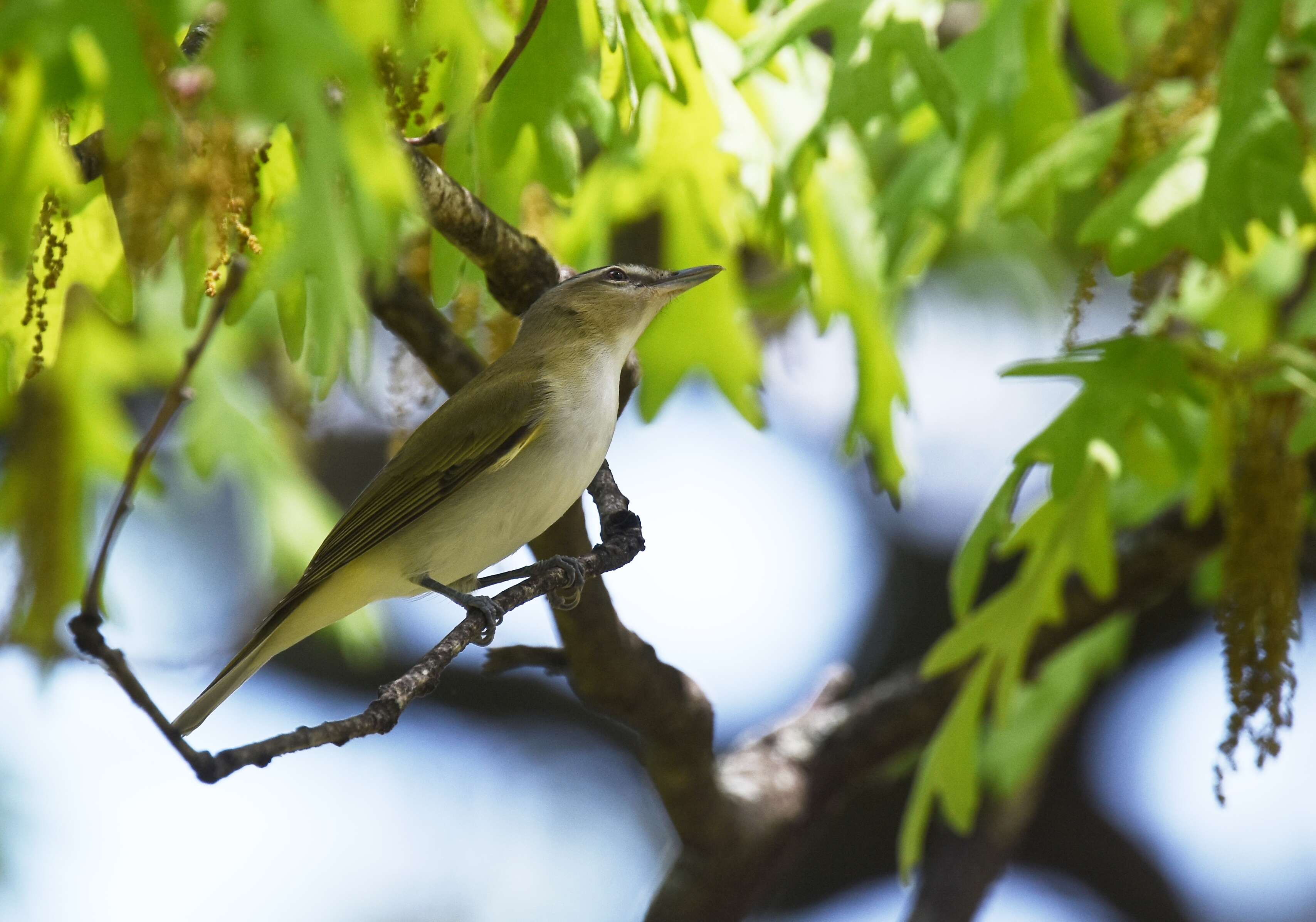 Image of Red-eyed Vireo