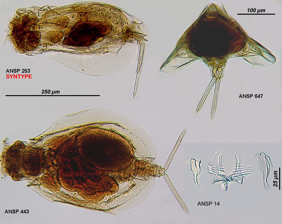 Image of Euchlanis calpidia (Myers 1930)