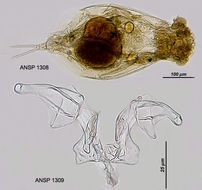 Image of <i>Euchlanis myersi</i>