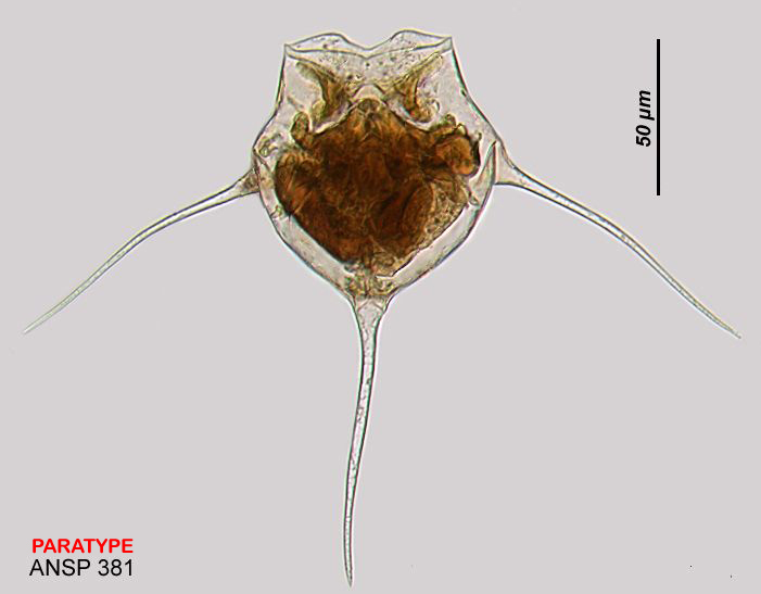 Image of <i>Filinia camasecla</i>