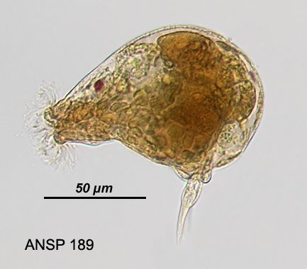 Image of <i>Gastropus minor</i>