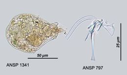 Image of <i>Gastropus stylifer</i>