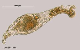 Image of Habrotrocha constricta (Dujardin 1841)