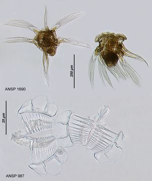 Image de Hexarthra polyodonta soaplakeiensis Koste 1957