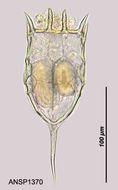 Слика од <i>Keratella cochlearis</i>