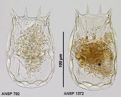 Image of <i>Keratella eichwaldi</i>