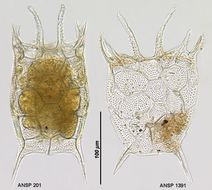 Image of <i>Keratella serrulata</i>