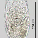 Image of Keratella sinensis Segers & Wang 1997