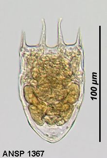 Image of <i>Keratella tecta</i>