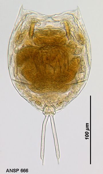Image of <i>Lecane curvicornis</i>