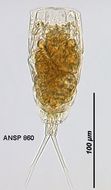 Image of Lecane elegans Harring 1914