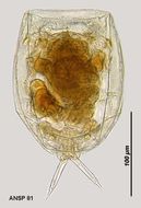 Image of Lecane grandis (Murray 1913)