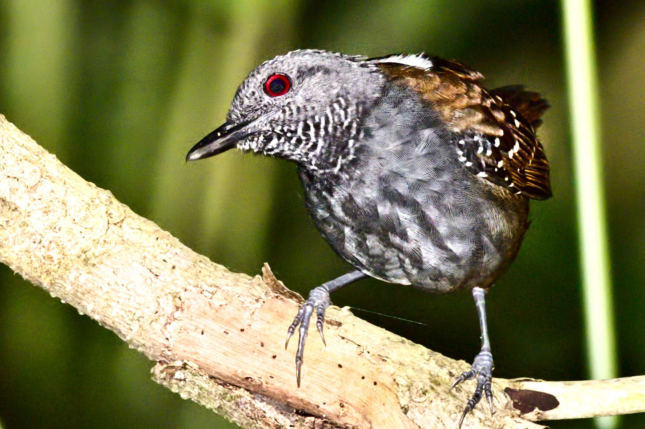 Image of Magdalena Antbird