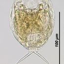 Image of <i>Lecane intrasinuata</i>