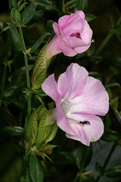 Barleria greenii M. J. & K. Balkwill的圖片