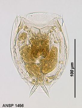 Image of Lecane pycina Harring & Myers 1926