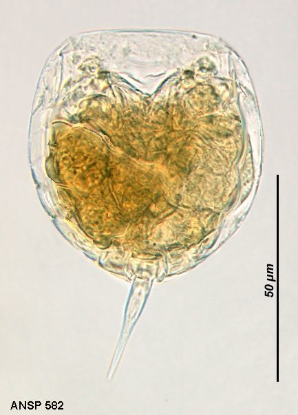 Image of <i>Lecane pyriformis</i>