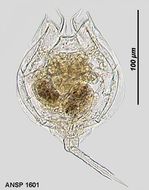 Image of Lecane quadridentata (Ehrenberg 1830)