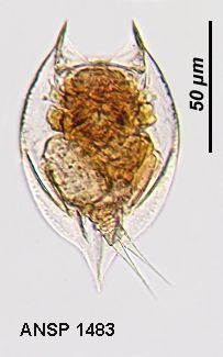 Image of Lepadella (Lepadella) acuminata (Ehrenberg 1834)