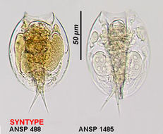 Image of Lepadella (Lepadella) akrobeles Myers 1934