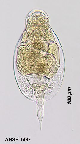 Image of Lepadella (Xenolepadella) astacicola Hauer 1926