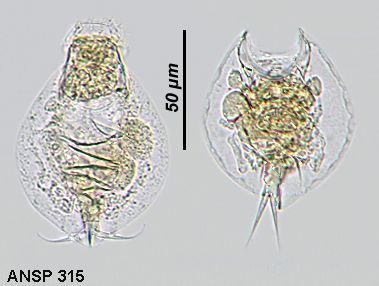 Image of Lepadella (Lepadella) zigzag Segers 2007