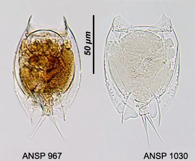 Image of Lepadella (Lepadella) costatoides Segers 1992