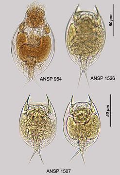 Image of Lepadella (Lepadella) cryphaea Harring 1916